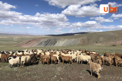 334 мал хулгайлж, 113 сая төгрөгийн хохирол учруулсан 27 хүнд холбогдох хэргийг шүүхэд шилжүүлжээ