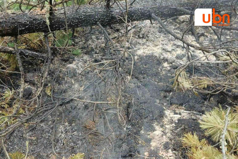 Завхан аймгийн Их-Уул суманд гарсан ойн түймэрт 1.4 га талбай өртөж шатжээ