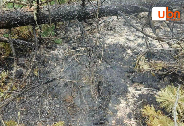 Завхан аймгийн Их-Уул суманд гарсан ойн түймэрт 1.4 га талбай өртөж шатжээ