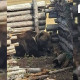 Увс аймагт айлын хотонд нэвтэрсэн баавгайг хороожээ 