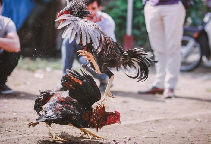 Энэтхэгт тулаанд сургасан тахиа эзнээ хөнөөжээ