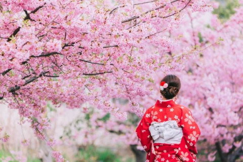 Японд сакура цэцэглэж эхэллээ