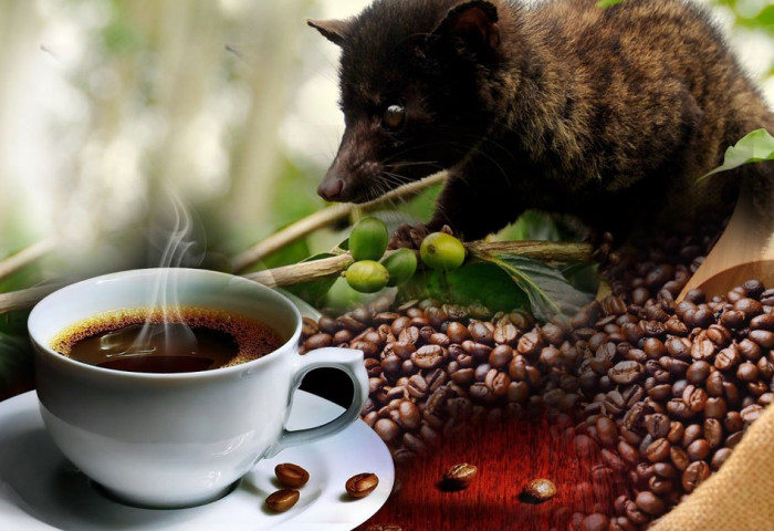 Хамгийн үнэтэй кофены түүхий эдийг амьтны ялгадсаар хийдэг