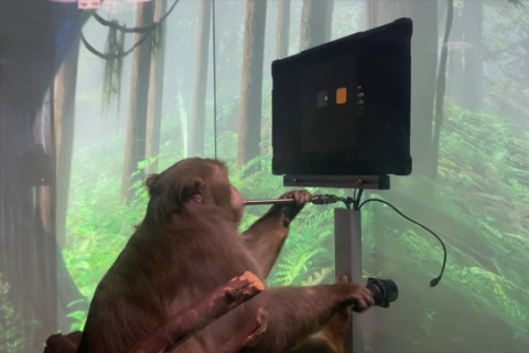 Сармагчны тархинд чип суулгаж, компьютер тоглоом тоглуулжээ