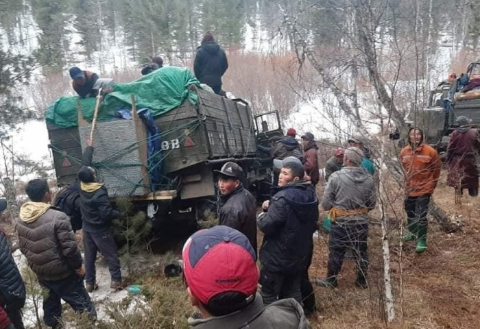 Хууль бусаар хуш модны самар бэлтгэж байсан 212 иргэнийг албадан буцаалаа