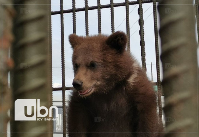 Эхээсээ төөрсөн бамбаруушийг бие даах чадвартай болсон гэж үзэн тайгад нь тавилаа