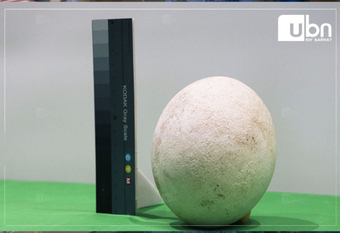 Ховд аймгаас 17,3 см өндөр, 349 грамм жинтэй өндөг олжээ