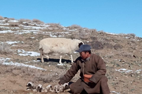 Ховд аймгийн Дарви сумын малчны хотонд дөрвөн ихэр хурга мэндэлжээ