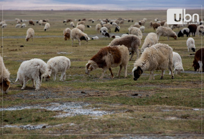 Монгол Улсын бэлчээрийн даац 35 сая хонин толгой малаар хэтрээд байна