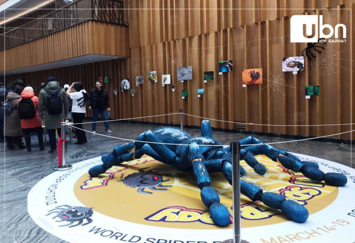 Аварга том Тарантула, цагаан тэмээ зэрэг аалзыг амьдаар нь харах боломжтой аалзны өдөрлөг зохион байгуулагдаж байна