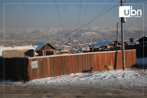 Улаанбаатар хот 320 мянган эзэнгүй муур, нохойтой