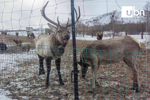 Борхүү хэмээх бугын элийг энэ тавдугаар сард электрон чип суулгаж, Богдхан ууланд нутагшуулан тавихаар болжээ