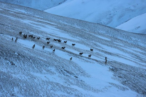 Монгол, Оросын хил орчмоос 2477 тооны алтайн аргаль хонины тоо толгойг тогтоолоо