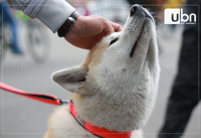 2023 оны мал, тэжээвэр амьтдын тооллого өнөөдөр эхэлнэ