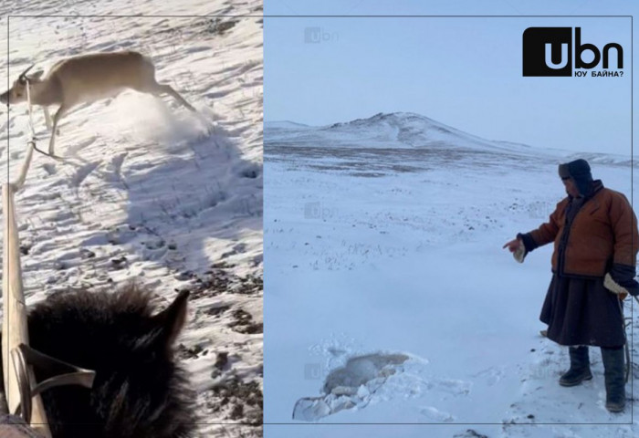 Хунгарт зоогдсон цагаан зээрийг эврээс нь уургалж татан гаргажээ