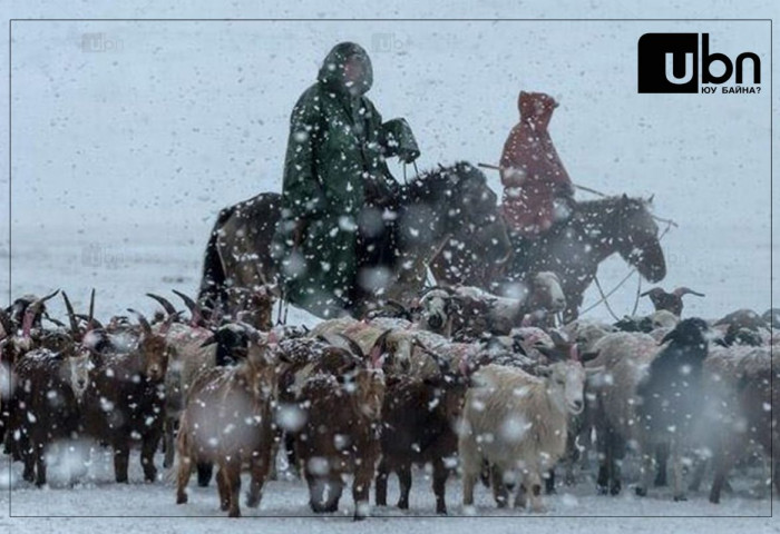 Бэлчээрийн өвс ургамал цасанд дарагдаж, мал бэлчих боломжгүйд хүрчээ