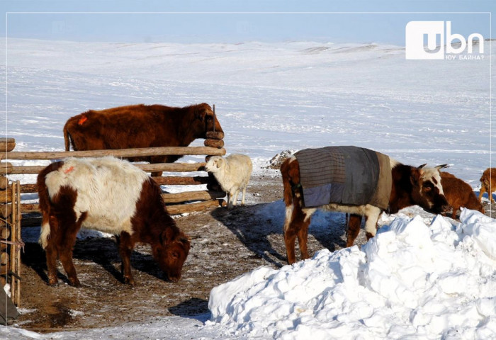 Мөнххаан суманд 80 тонн өвс, 90 тонн тэжээлийг татан төвлөрүүлж тараажээ