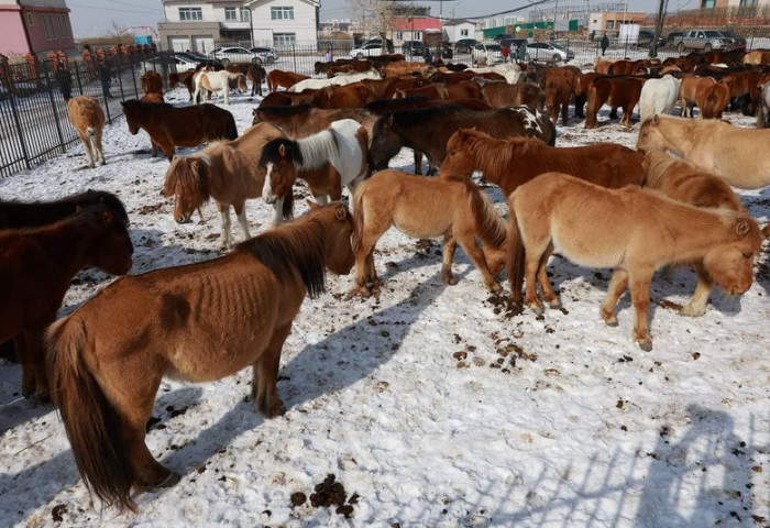 Нэг сая төгрөгөөр торгосон ч малаа дахин бэлчээсэн тул 171 адууг хашаалжээ