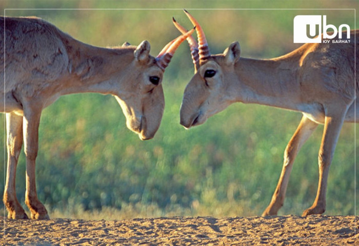 Өнөөдөр “Монгол бөхөнгийн өдөр“ тохиож байна