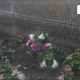 МАРГААШ: Улаанбаатарт 11 хэм дулаан, бороо орно