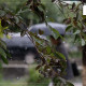 ЦАГ АГААР: Улаанбаатарт 11 хэм дулаан, бороо орно