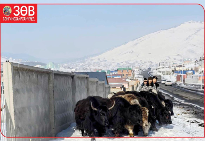Хориглосон бүсээс мал гаргах ажил эхэллээ