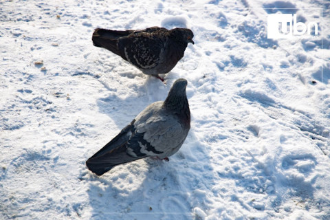 ӨГЛӨӨНИЙ МЭНД: Улаанбаатарт -11 хэм хүйтэн