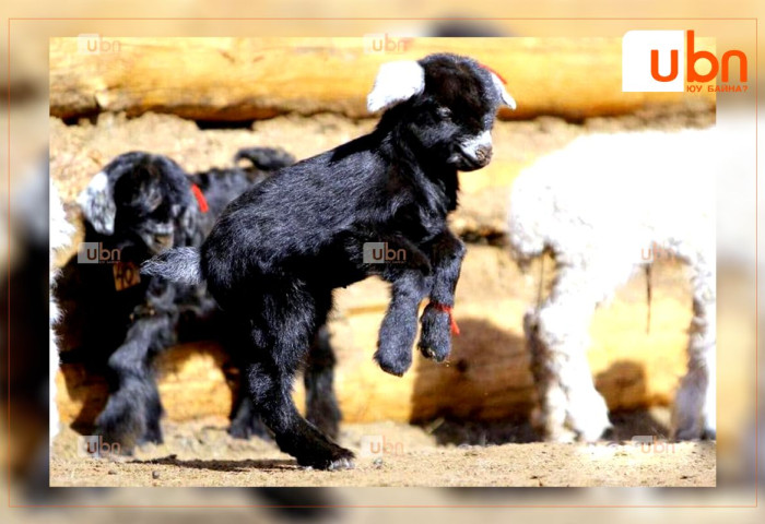 Улсын хэмжээнд 2024 онд нийт 16.1 сая төл бойжуулжээ