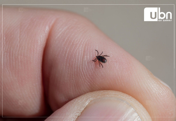 СЭРЭМЖЛҮҮЛЭГ: Хачигийн идэвхжлийн үе 4-9 дүгээр сард тохиодог