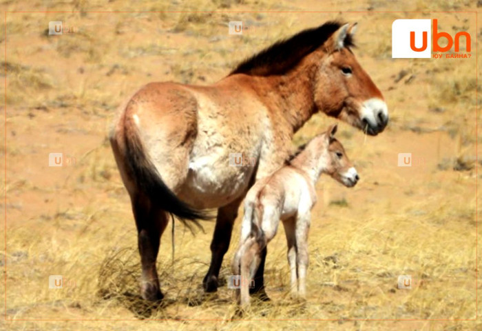 “Эх дэлхийн өдөр“-өөр Хомын талд тахь унагалжээ
