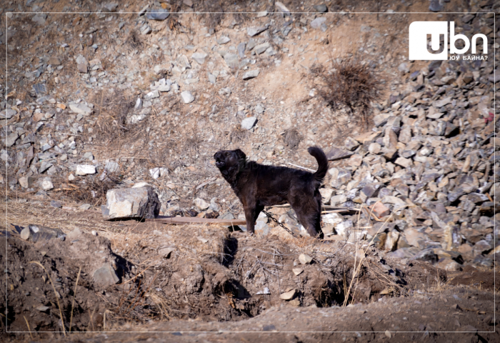 Нохойгоо уялгүй орхиж бусдад хохирол учруулбал эзэнд нь хариуцлага тооцно