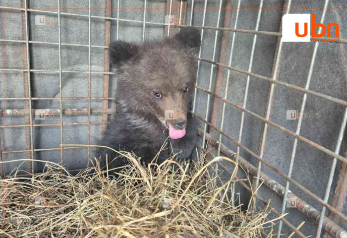 Айлын бэлчээрт ирсэн бамбаруушийг байрлуулах байр бэлдэж, асран хамгаалж байна