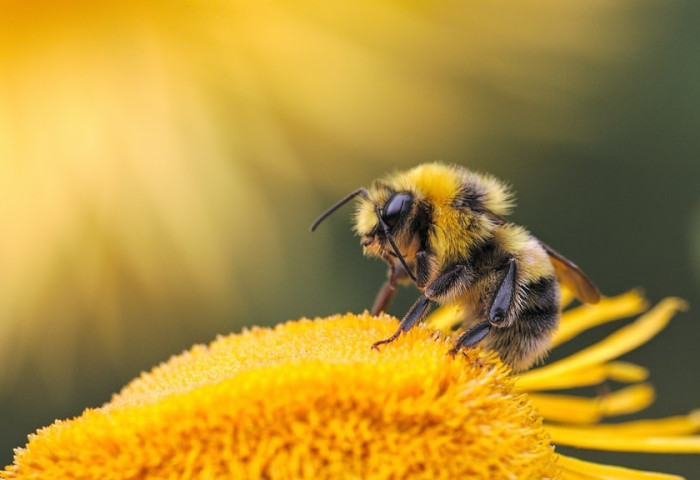 Өнөөдөр дэлхийн зөгийн өдөр