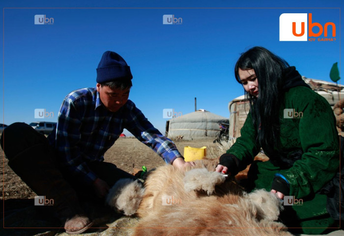 Ноолуурын үнэ Хөвсгөлд хамгийн өндөр үнэд хүрсэн бол Говь-Алтайд “үнэгүйдэв“