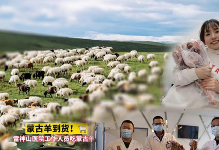 Монголын 30 мянган хонь Уханийн эмч нарт хүрчээ
