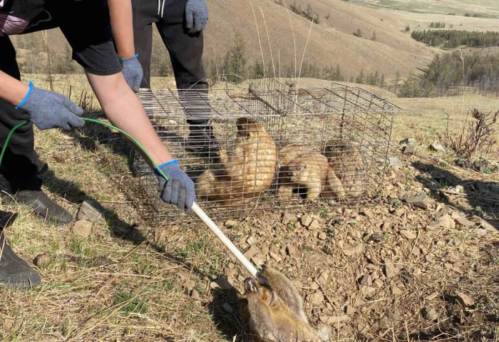 Суурьшлын бүсээс тарвагыг шилжүүлэн нутагшууллаа