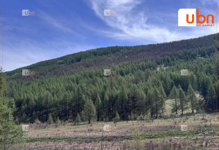 Ойн хөнөөлт шавж устгах ажил эхэллээ