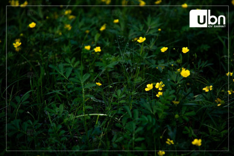 МАРГААШ: Улаанбаатарт 20 хэм дулаан байна