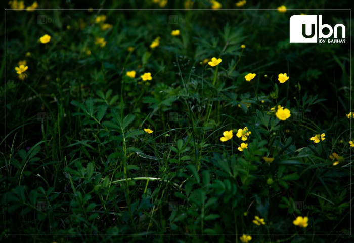 МАРГААШ: Улаанбаатарт 20 хэм дулаан байна