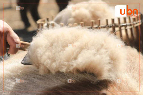 Монголыг дэлхийд таниулах “Цагаан алт“