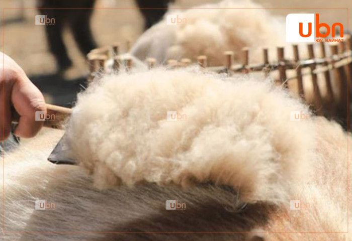 Монголыг дэлхийд таниулах “Цагаан алт“