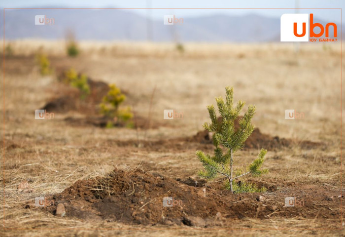 Мод тарьсан иргэнийг датагаар урамшуулна