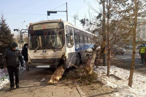 Нийтийн тээврийн автобус мод мөргөж, осолджээ