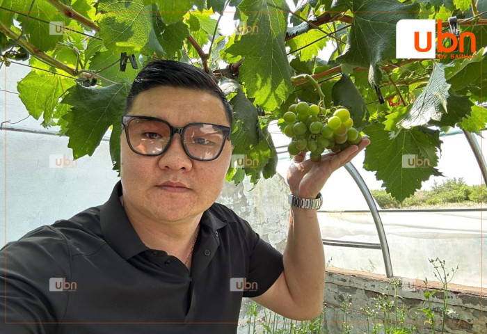 Өмнөговь аймагт хүлэмжинд усан үзэм тарьж, ургац авч байна