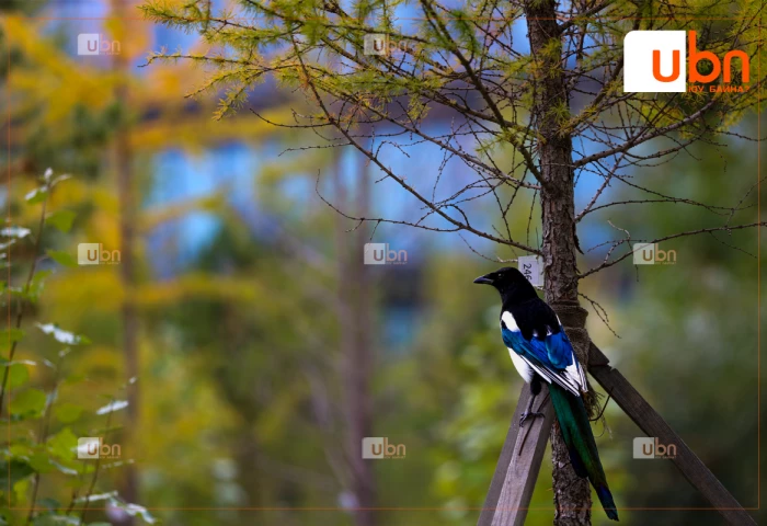 МАРГААШИЙН ЦАГ АГААР: Улаанбаатарт өдөртөө 31 хэм дулаан