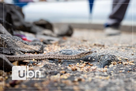 ГССҮТ: Могой барьж аваад, үнсэх гэж оролдоод хэлээ хазуулсан тохиолдол байдаг. Хүн өөрийнхөө саваагүй байдлыг татах хэрэгтэй