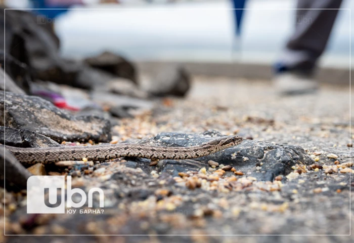 ГССҮТ: Могой барьж аваад, үнсэх гэж оролдоод хэлээ хазуулсан тохиолдол байдаг. Хүн өөрийнхөө саваагүй байдлыг татах хэрэгтэй