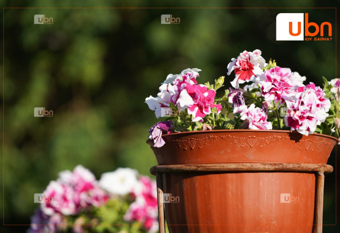 Маргааш Улаанбаатарт 26 хэм дулаан, багавтар үүлтэй