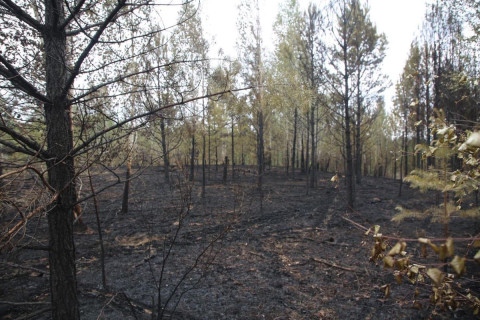 Сэлэнгэ аймагт гарсан 6 ой, хээрийн түймрийг унтраахаар ажиллаж байна