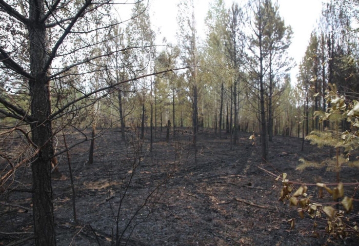 Сэлэнгэ аймагт гарсан 6 ой, хээрийн түймрийг унтраахаар ажиллаж байна